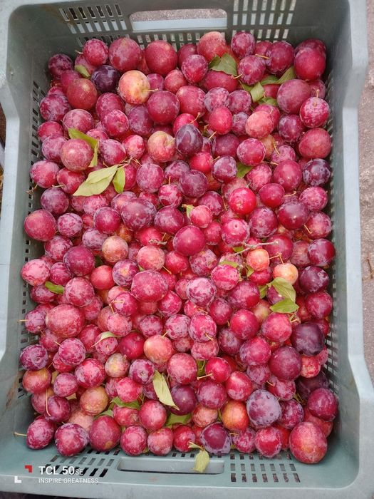 Ameixas de são João 1 € o Kilo  retirar na lameira Celorico de basto