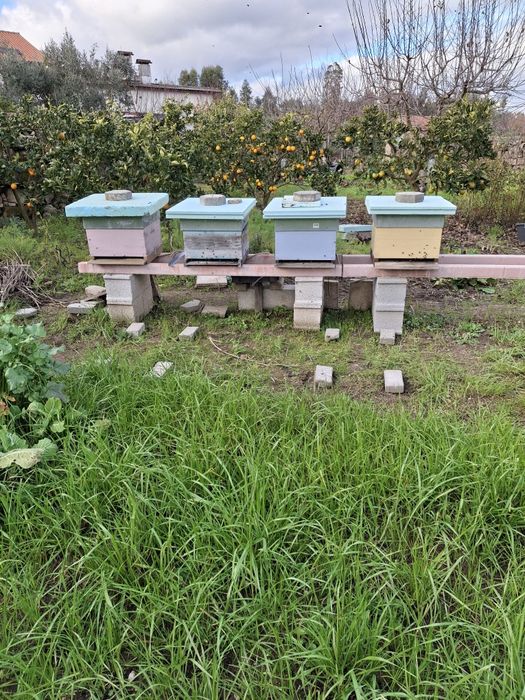 Colmeias com enxames