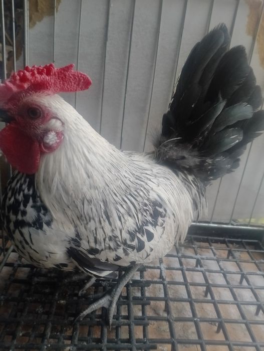 Koguty ozdobne młode