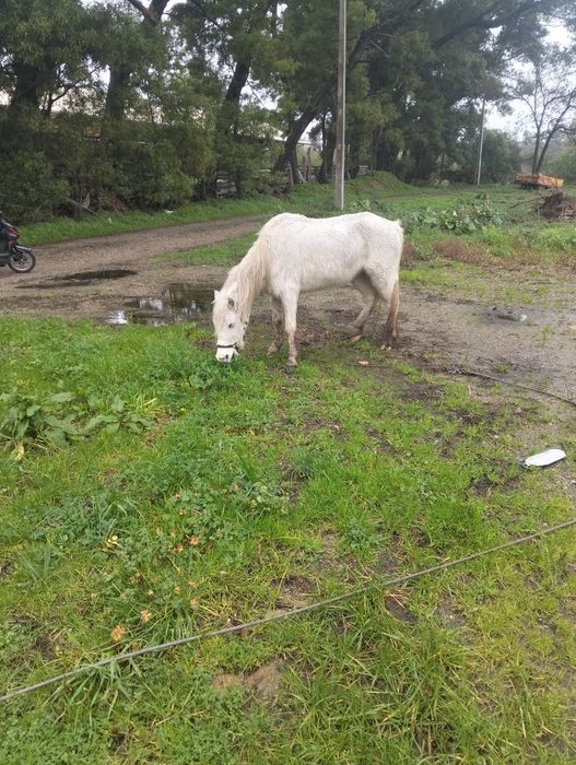 Vendo pônei ou troco