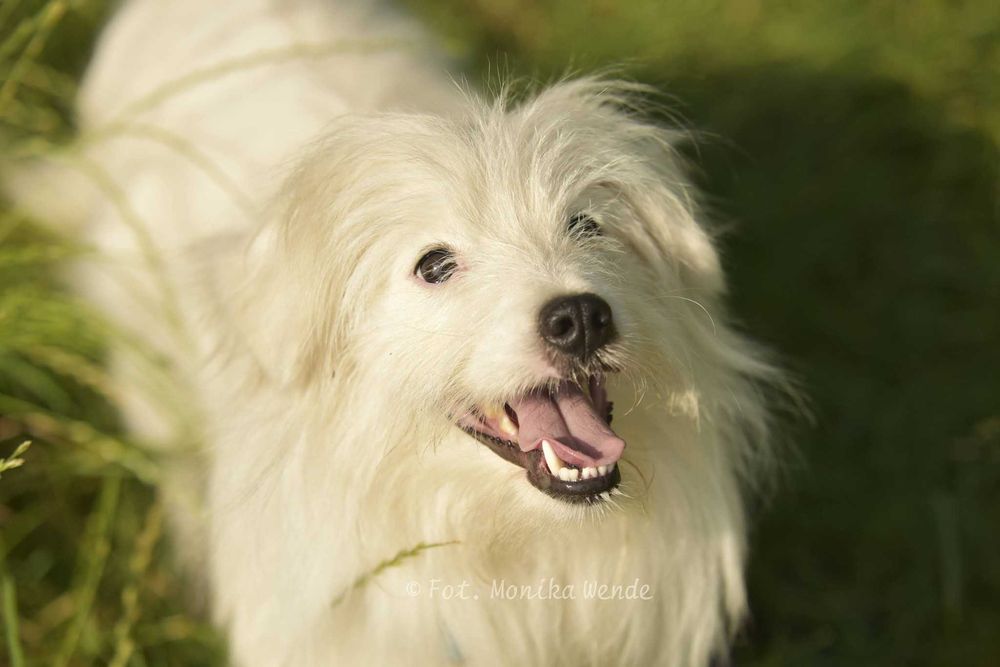 Erbi_ śliczny mały piesek.