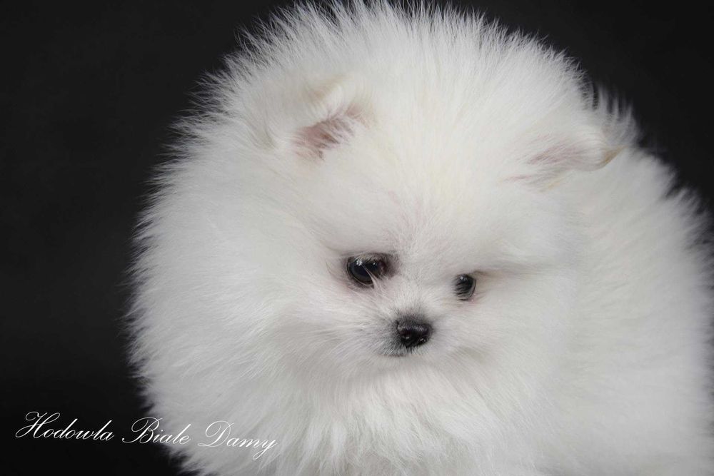 Szpic miniaturowy Pomeranian Boo Szpice Śląskie Rodowód Samiec Hary