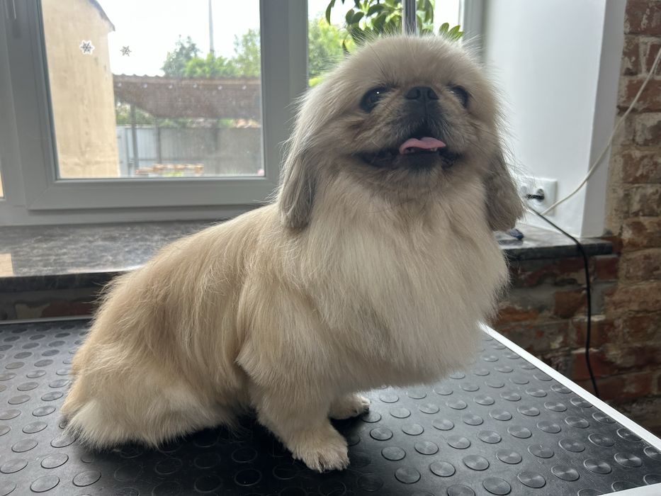 Послуги грумера центральний ринок