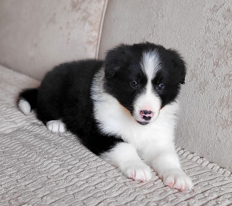 Border Collie piesek