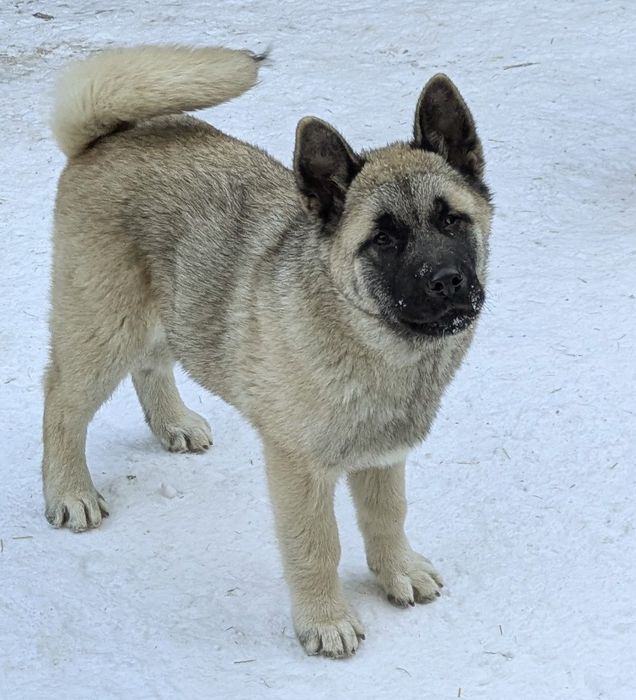 Американська акіта