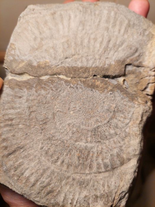 Fóssil amonite Dactiloceras sp