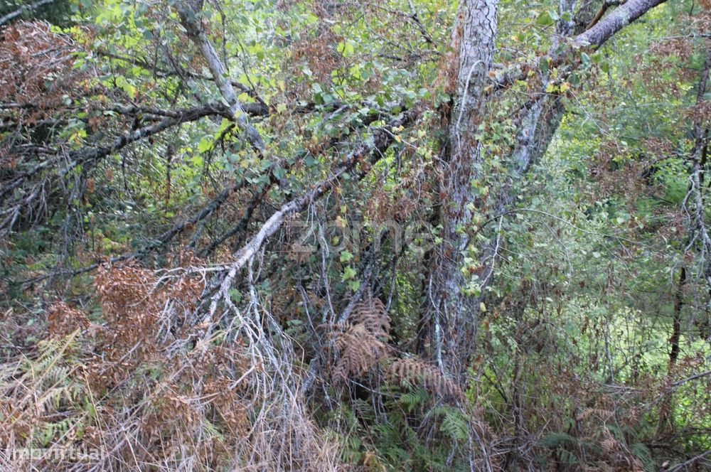 Terreno na margem do Rio Dão