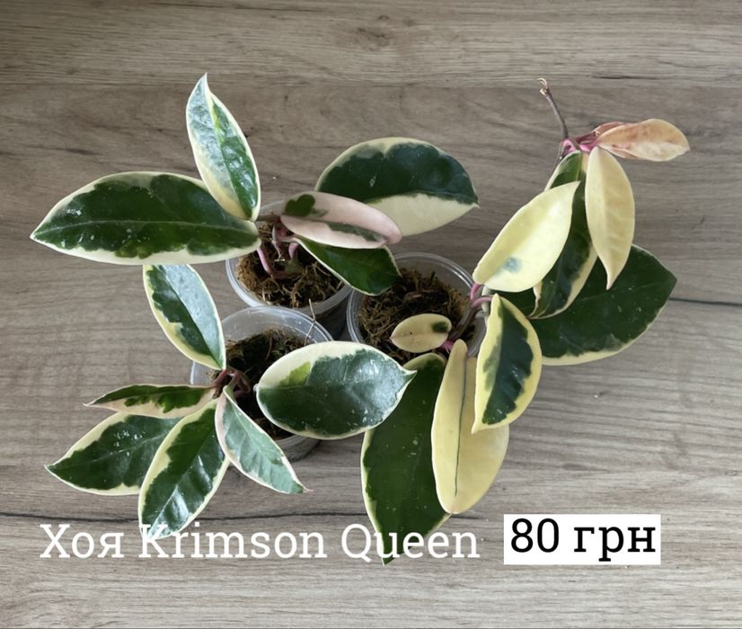 Епіпремнум n’joy, happy leaf, marble queen,сінгоніум jade філодендрон