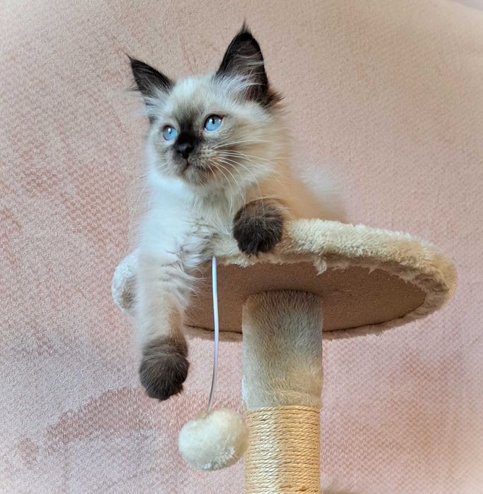 Kotka Neva Masquerade - ciemna Panda