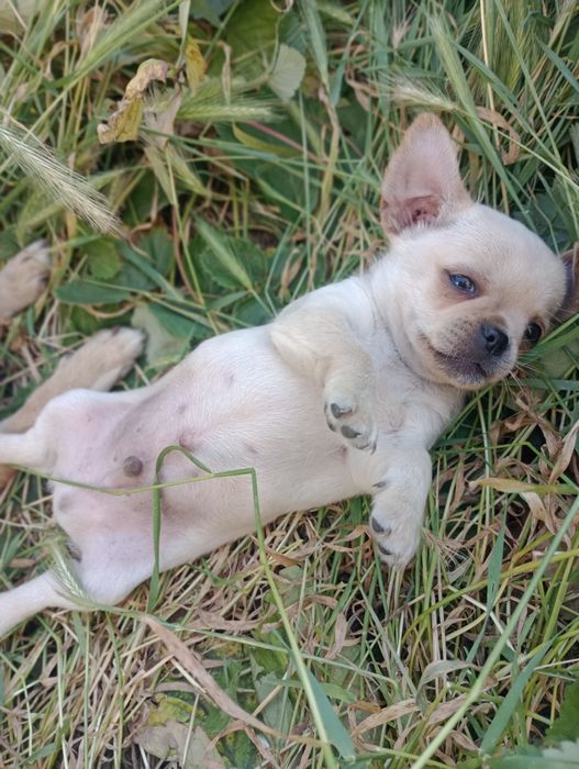 Чихуахуа цуценята