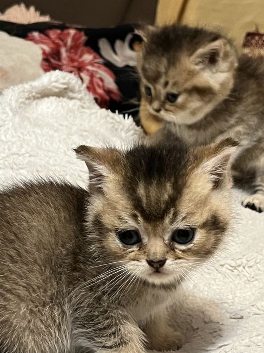 Шотландские котята