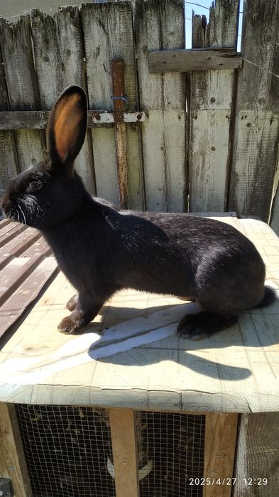 Молоді самці різного віку.