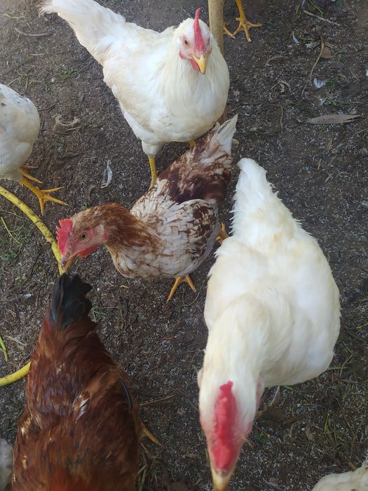 Frangos  do campo caseiros ar livre