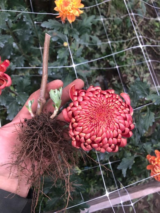 Наборы хризантема