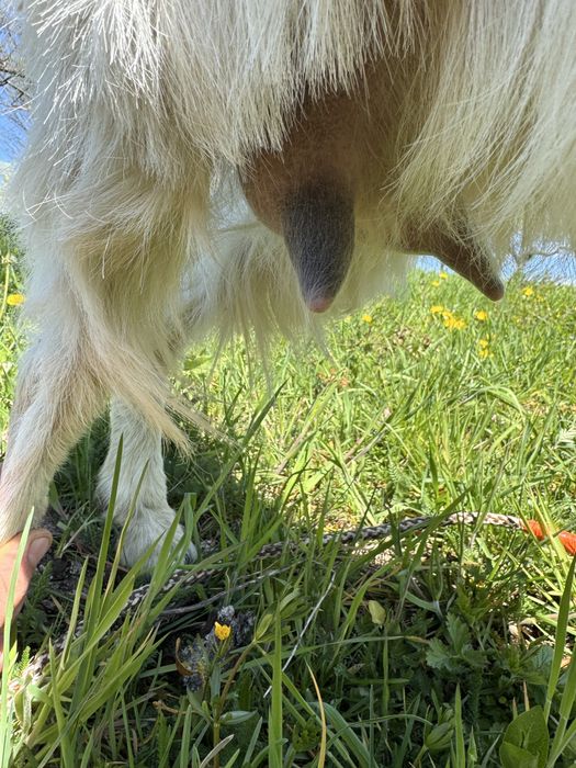 Продається дояча коза