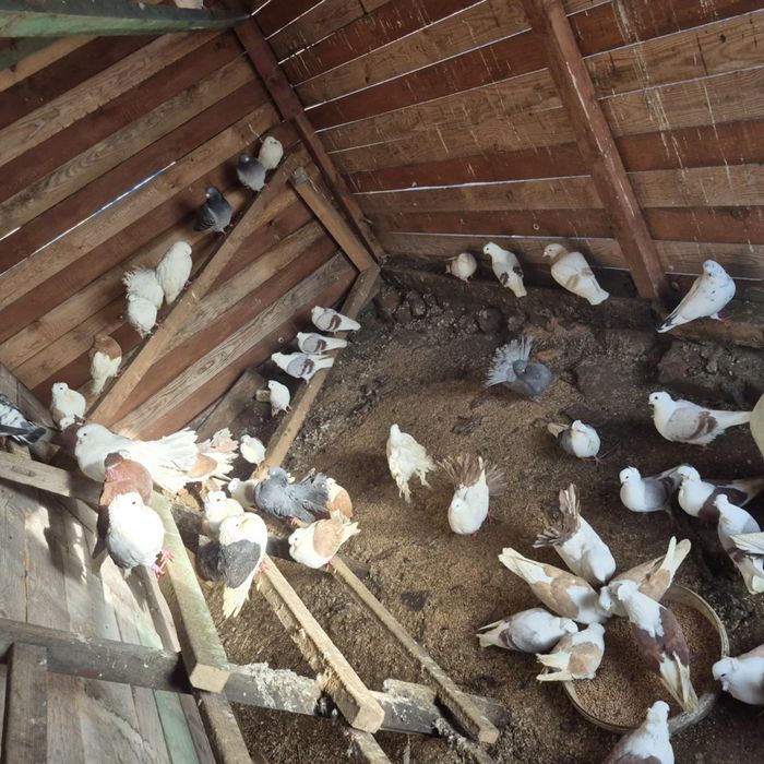 Gołębie rasowe !!!