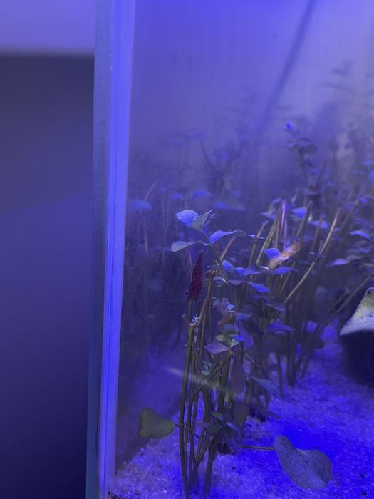 Sprzedam całe akwarium