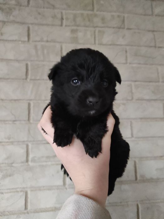 Віддам цуценят в добрі руки