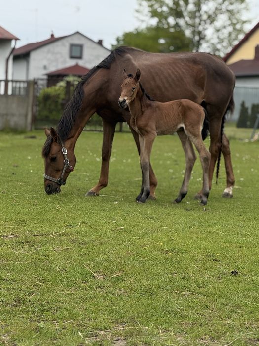 5 letnia klacz folblut