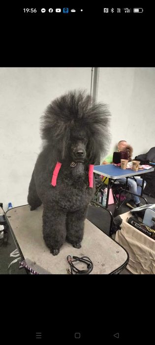 Salon Pielęgnacji Psów ALEX