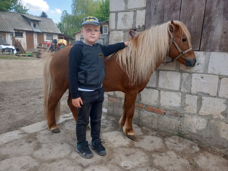 kuc,kucyk z licencją