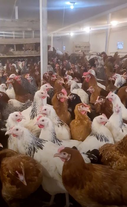 Najlepsze Nioski Leghorn 24 tygodnie.  Wysyłka!