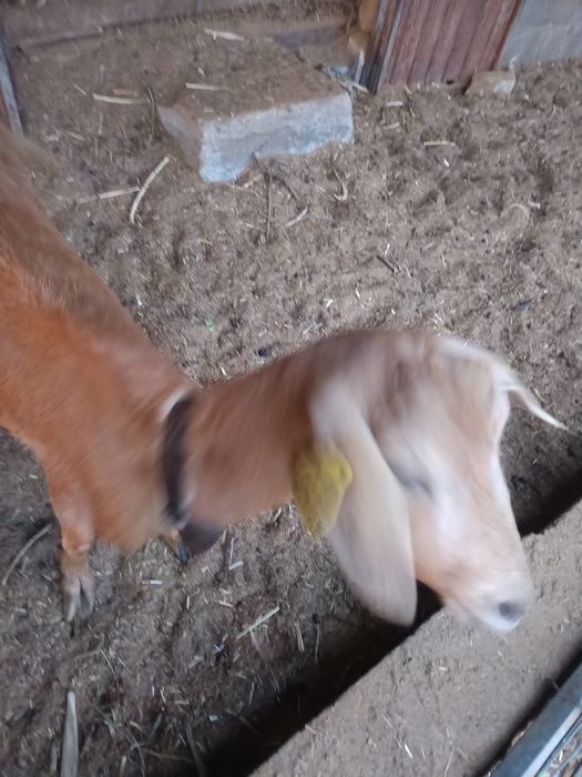 Estrume de ovelha