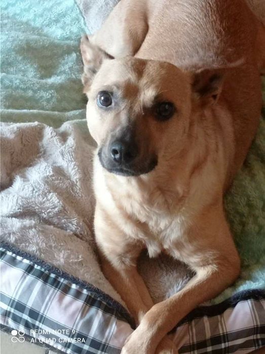 Mała sunia z charakterem szuka domku