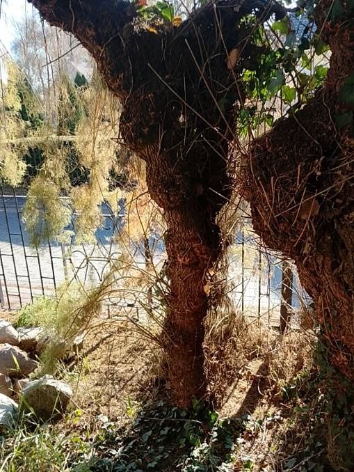 Drzewo za darmo do wycięcia