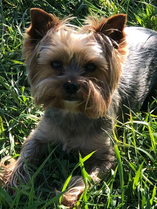 Вязка Йорк мини мальчик