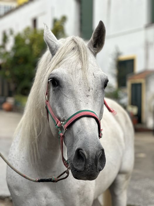 Cavalo russo Luso-arabe