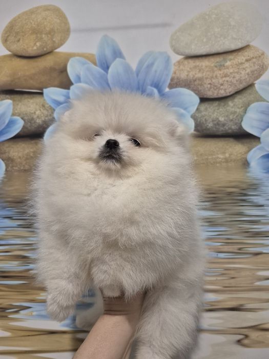 Piekny piesek pomeranian. Color cream