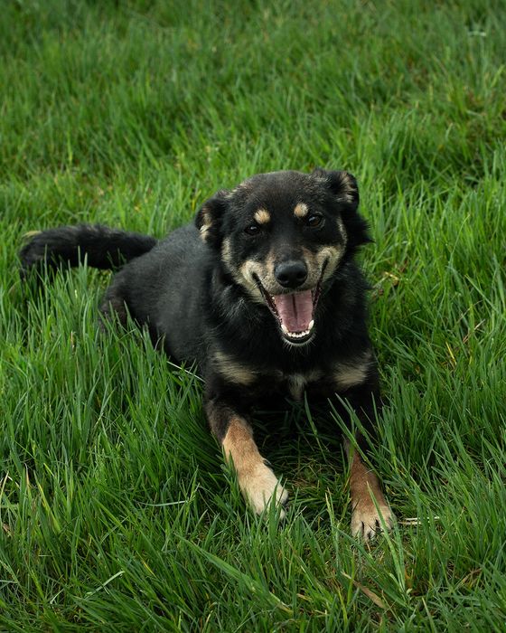 Lola sunia do adopcji