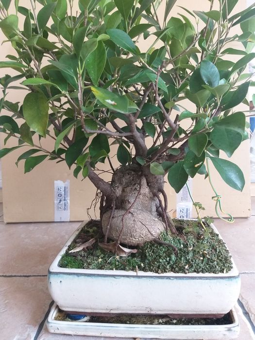 Bonsai 11 anos idade