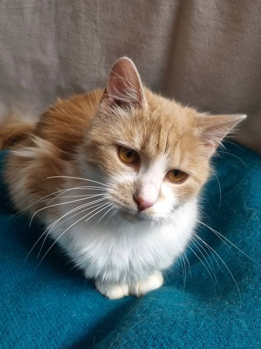 Cudny Kajtuś do adopcji