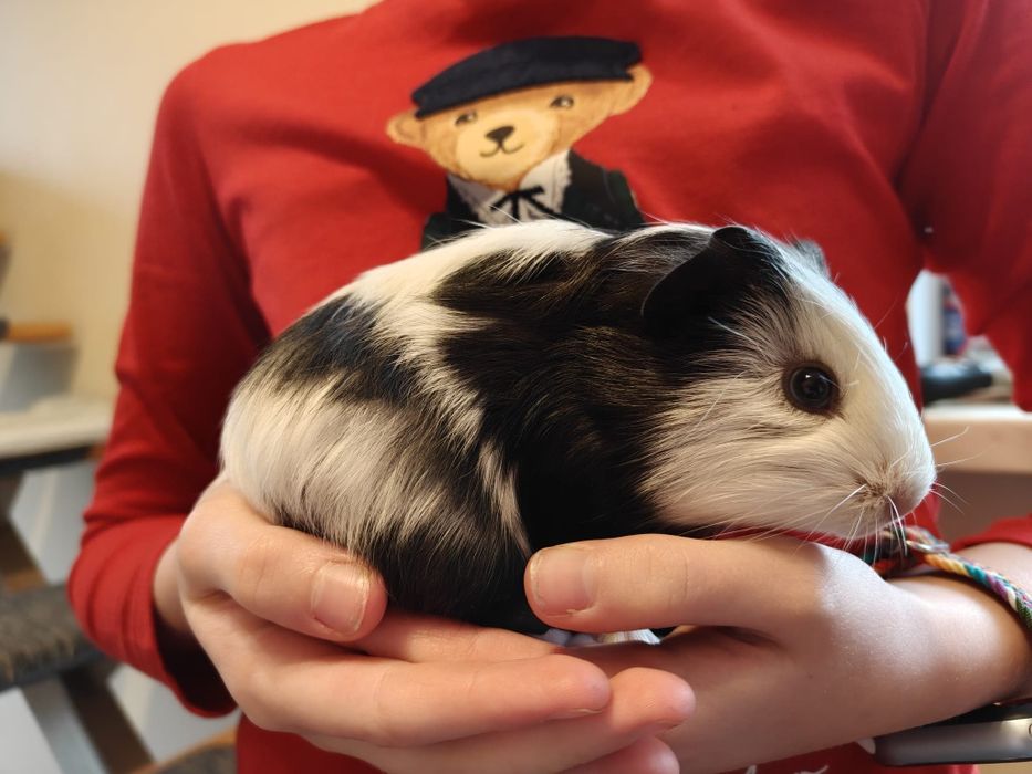 Świnka morska, rozetka, samczyki, odbiór ŚWIĘTA