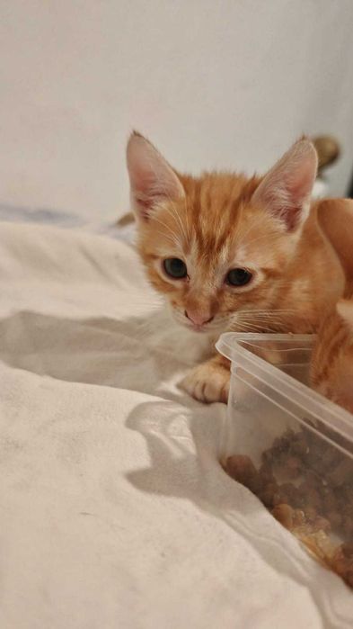 Gatos bebés para adoção responsavel