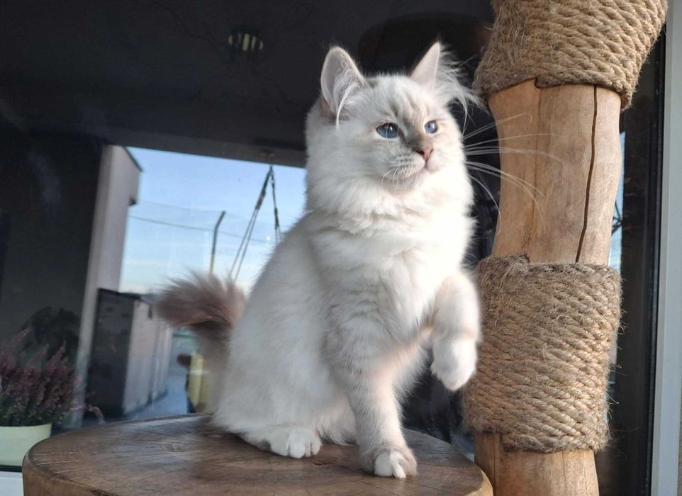 Twoje Marzenie o Kocie – Neva Masquerade z Hodowli Kocia Osada*PL