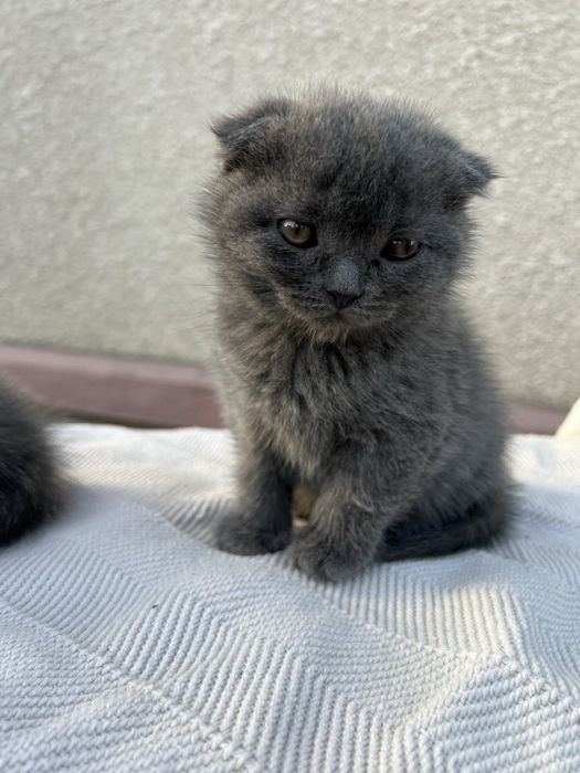 Кошення шотландець