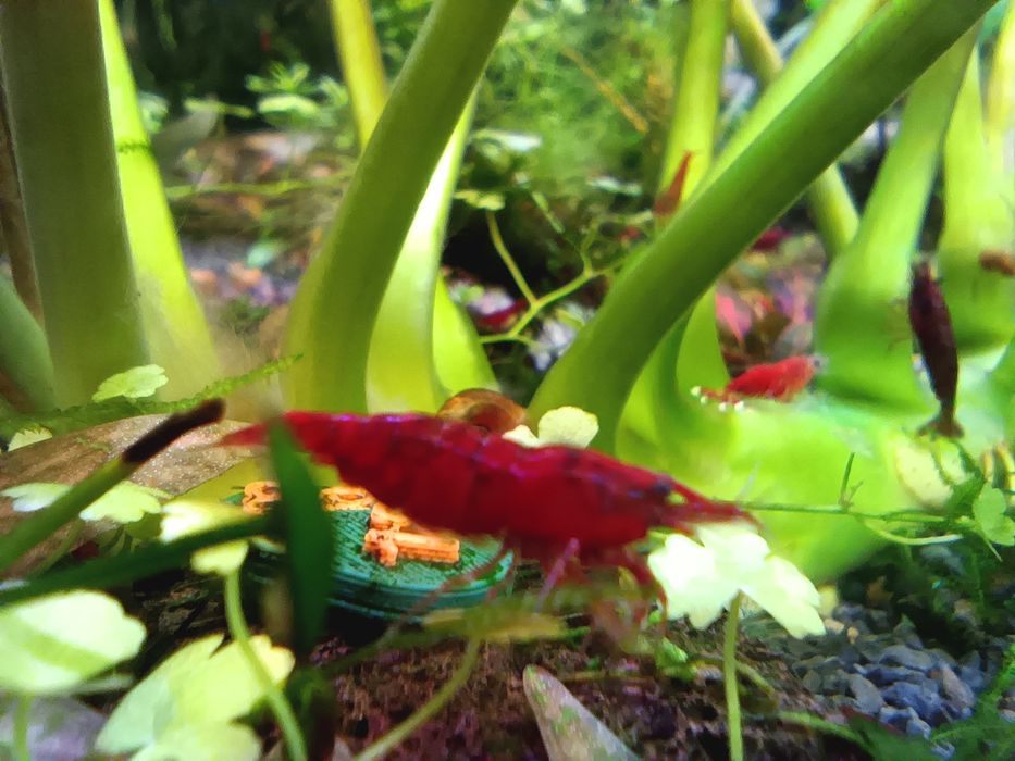 Кровава Мері (чіста лінія)