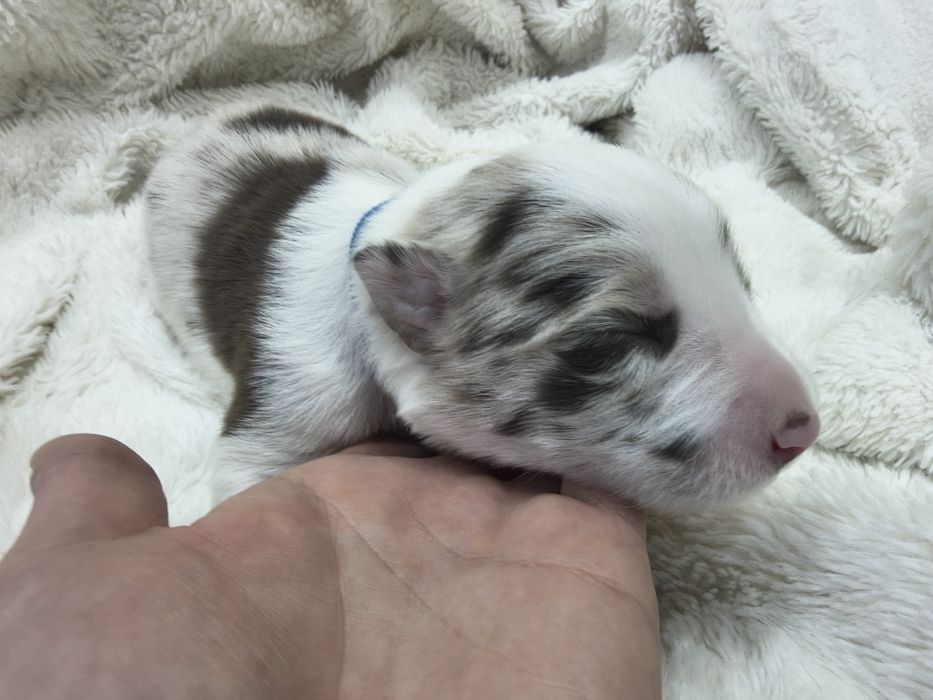 Border Collie Red merle