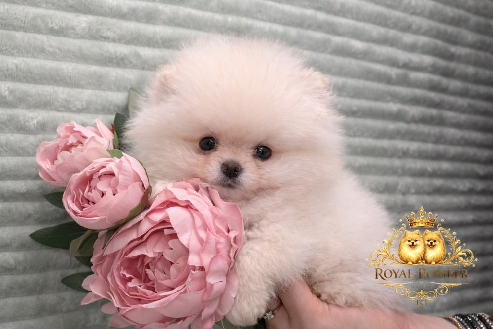 Szpic miniaturowy, pomeranian