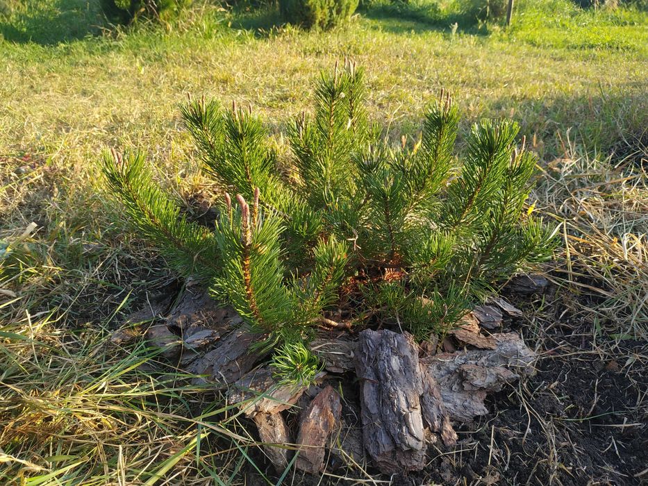 Сосна горная 'Мугус'. Декоративные растения