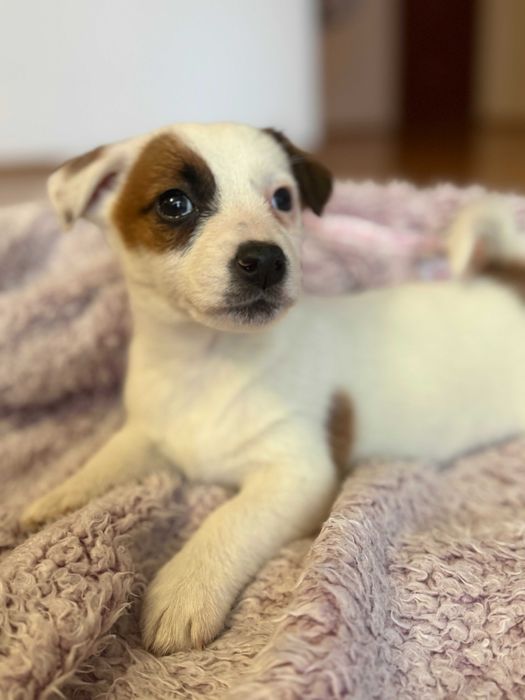 Jack Russell Terrier  # BIANKA Smartie Jacks # pure breed FEMALE Jack