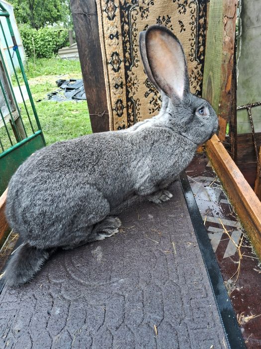 Кролі кролики європейська шиншила євро шиншила
