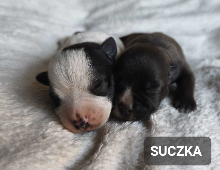 Staffordshire bull Terrier -Staffik- SUCZKA