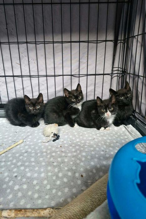 Maluchy  szukają domków