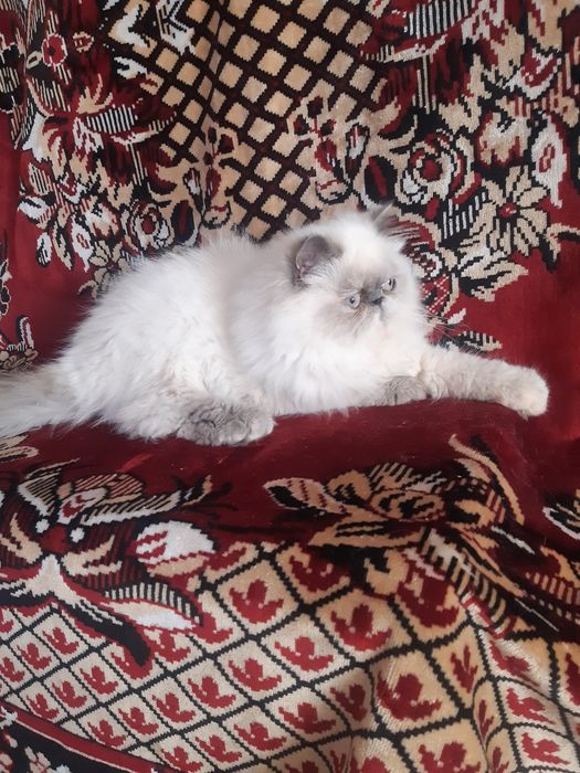Персидська кішечка