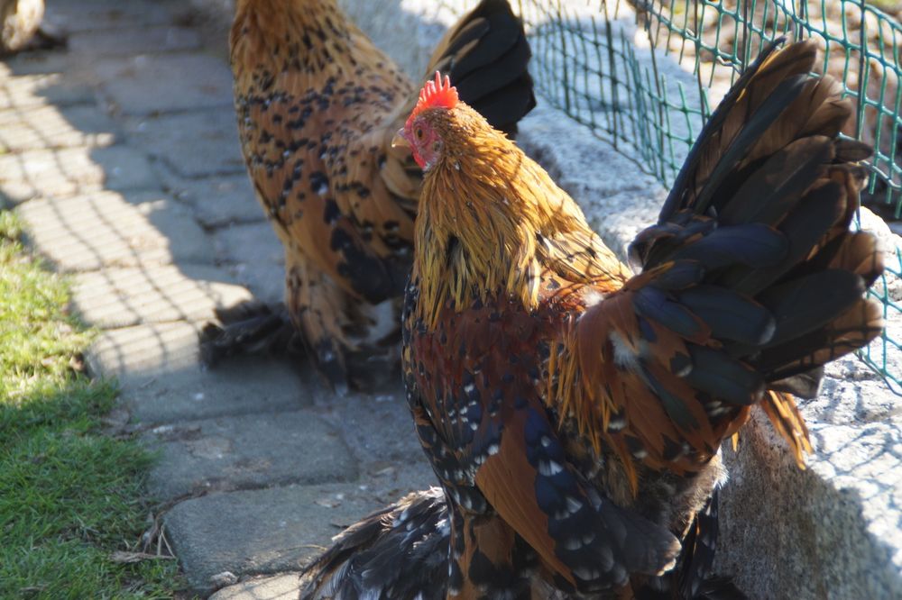 Kury ozdobne karzełek łapciaty