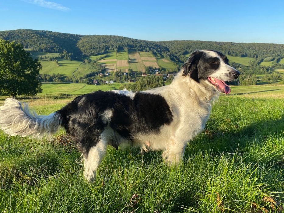 Border collie- suczka